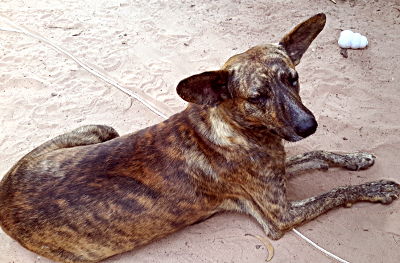 Ronny