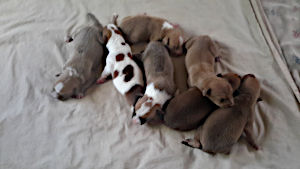 Welpen 3