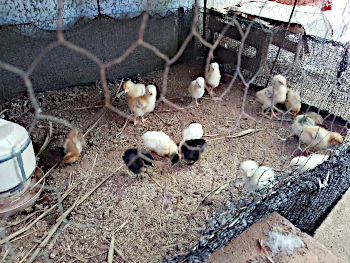 Umzug in Huehnerkaefig