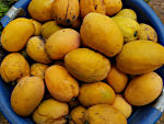 Mangos