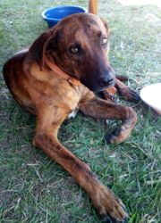 Ronny