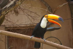 Tucan