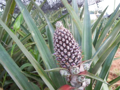 Ananas