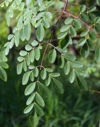 Moringa Blaetter