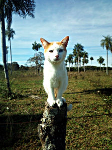 Paraguay Tiere - Paraguay Tiere Animals Zvab / Tiere auf der granja francisca in der colonia independencia guairá paraguay anzeige:
