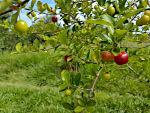 Endlich haben wir eigene Acerola